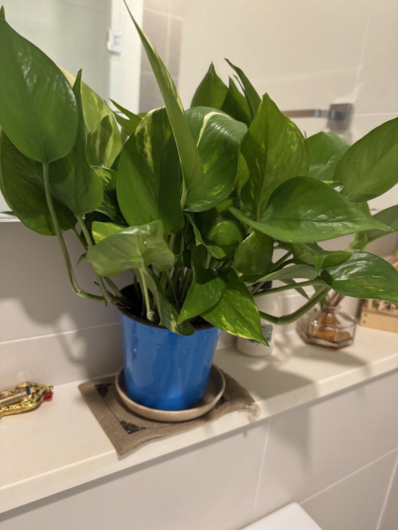 Plants457225458576281602