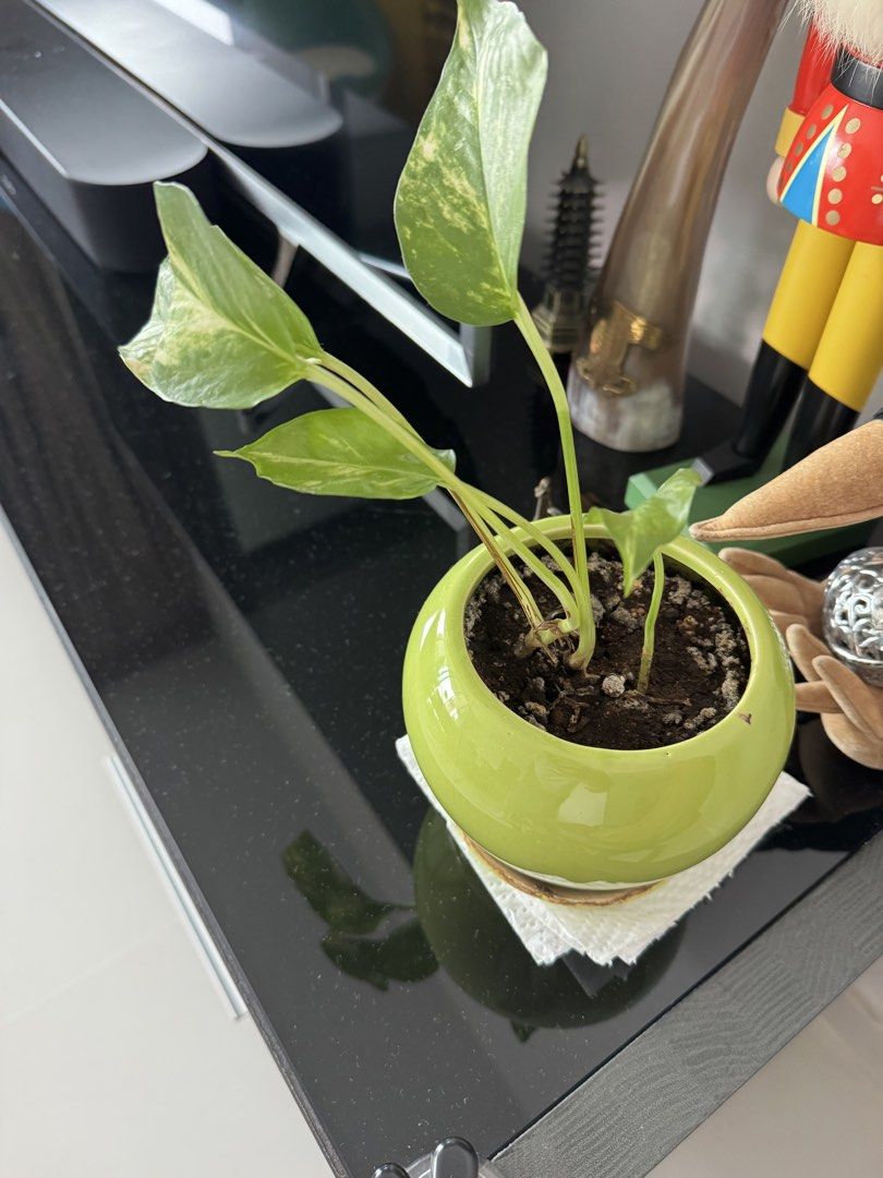 Plants457225458576281600