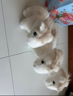 (Category: ) located in . Submitted by xiaohui08 (Listing ID 1438571901, Image 1). Description: .