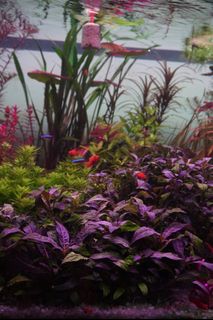 (Category: ) located in . Submitted by aquaticplants (Listing ID 1438382804, Image 1). Description: .
