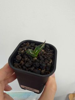 （分類：）位於 。 由 kf12391 提交（商品編號 1438848841，圖片 1）。簡介： 。