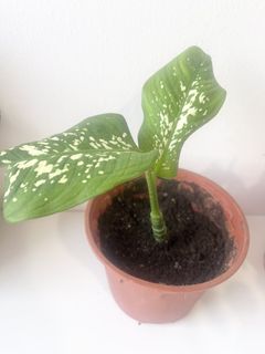 (Category: ) located in . Submitted by tropicalleaf (Listing ID 1438728843, Image 1). Description: .