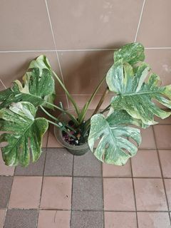 (Category: ) located in . Submitted by gardenavenue4 (Listing ID 1438777245, Image 1). Description: .