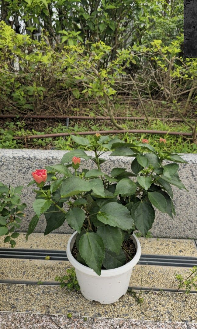 Hibiscus458208279370803202