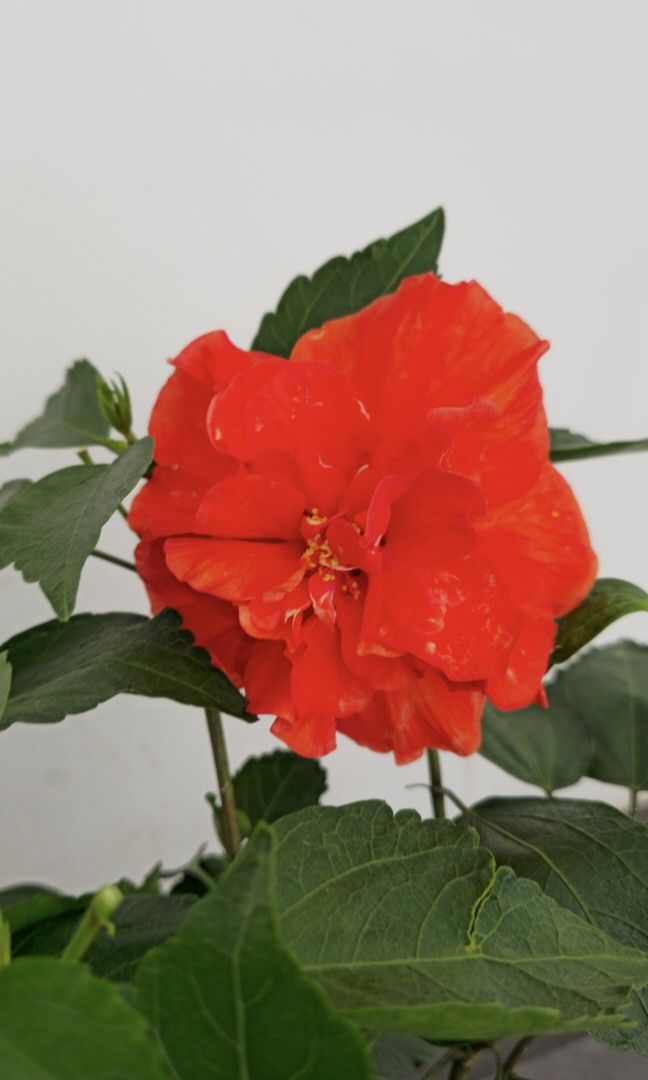 Hibiscus458208279370803200