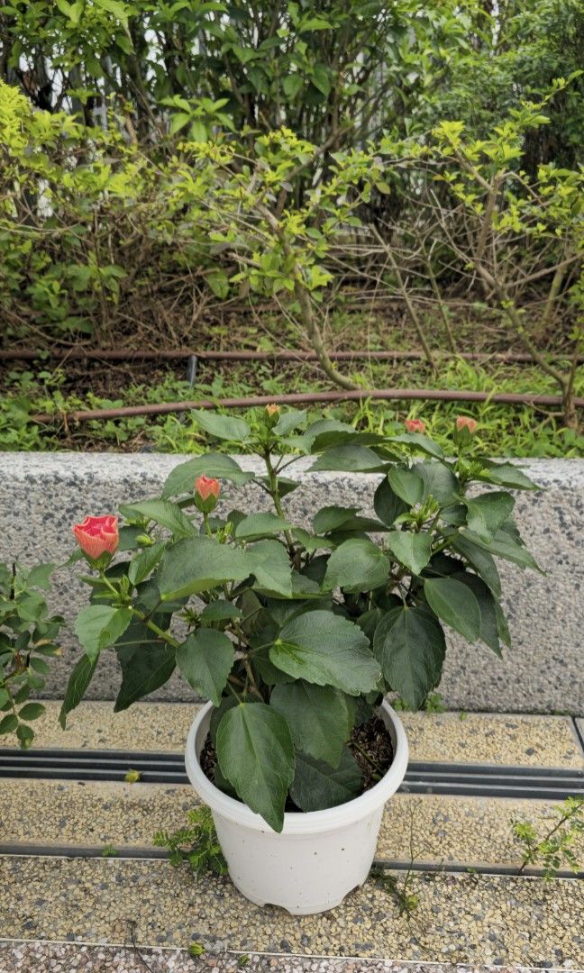 Hibiscus458208279370803201