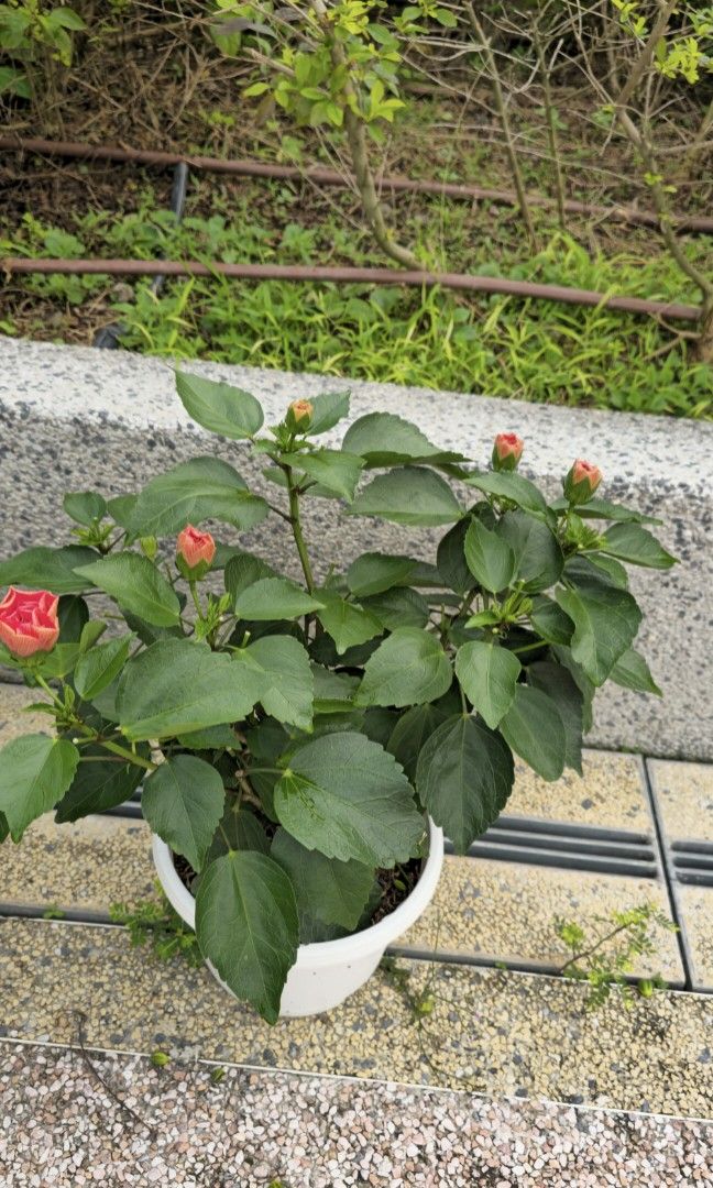 Hibiscus458208279370803203