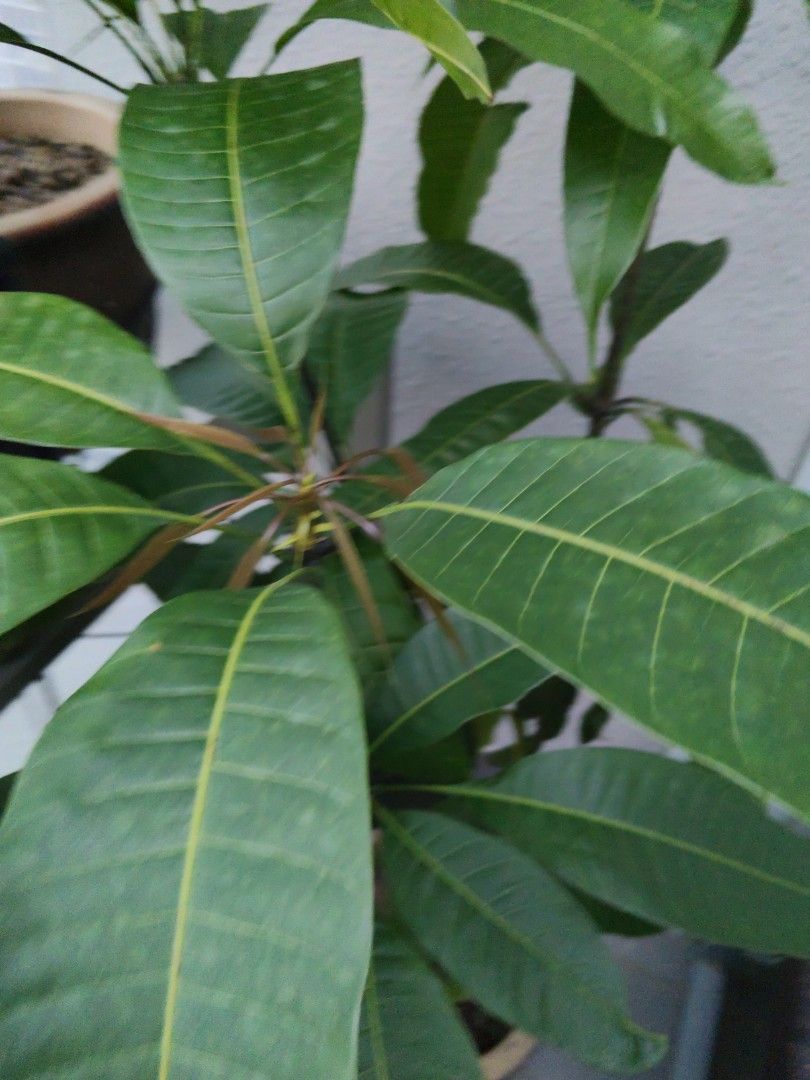 Mango tree458554503154913281