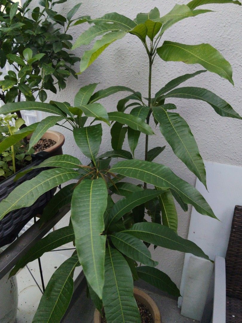 Mango tree458554503154913282