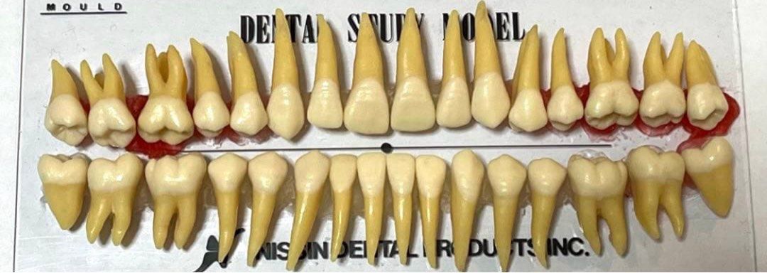Nissin Dental Study Model (Category: Medical Supplies & Tools) located in Bulacan. Submitted by youlovewatches (Listing ID 1438869832, Image 2). Description: Original Guaranteed.