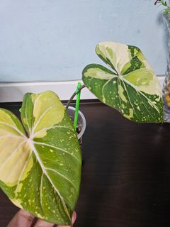 (Category: ) located in . Submitted by happygrowing (Listing ID 1438750934, Image 1). Description: .