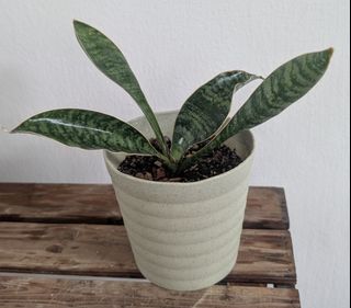 (Category: ) located in . Submitted by gardenz (Listing ID 1438781495, Image 1). Description: .