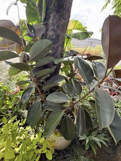 (Category: ) located in . Submitted by plants_sale (Listing ID 1438743656, Image 1). Description: .