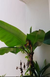 (Category: ) located in . Submitted by sgcheapsaleinspore (Listing ID 1435608465, Image 1). Description: .