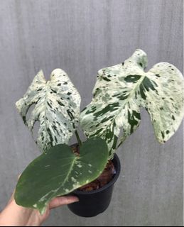(Category: ) located in . Submitted by PlantsRanger (Listing ID 1435614807, Image 1). Description: .