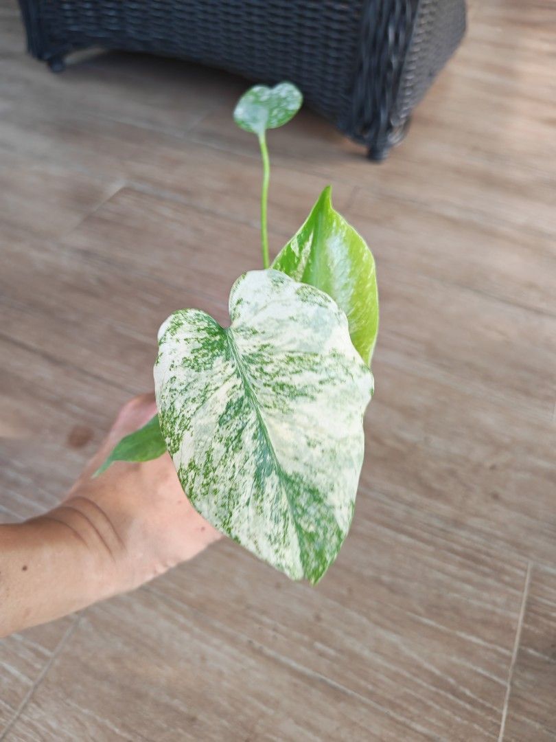 Monstera White Monster
