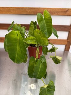(Category: ) located in . Submitted by spring_trees (Listing ID 1435561248, Image 1). Description: .