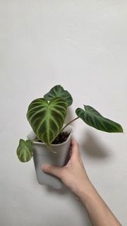 （分類：）位於 。 由 blurrybeing 提交（商品編號 1435619952，圖片 1）。簡介： 。