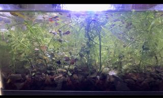(Category: ) located in . Submitted by nick9639 (Listing ID 1435597454, Image 1). Description: .