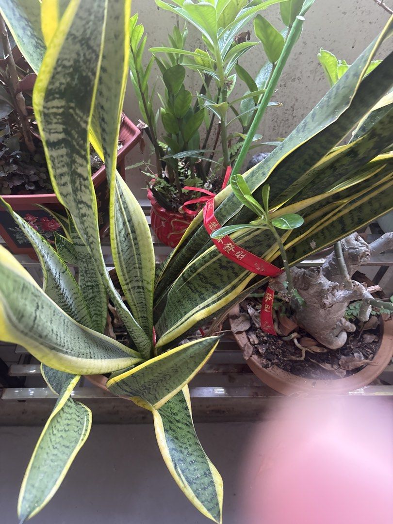 Snake plants **great bargain
