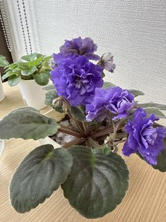 （分類：）位於 。 由 kakahahabye 提交（商品編號 1433083287，圖片 1）。簡介： 。