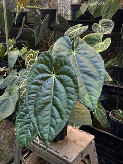 (Category: ) located in . Submitted by rootsingarden (Listing ID 1431474865, Image 1). Description: .