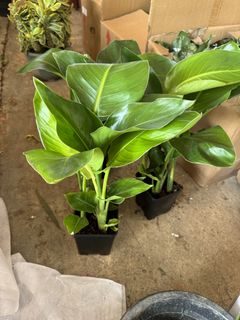(Category: ) located in . Submitted by gardenfunfarm (Listing ID 1439009910, Image 1). Description: .