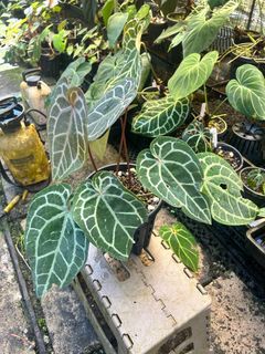 (Category: ) located in . Submitted by rootsingarden (Listing ID 1438916732, Image 1). Description: .
