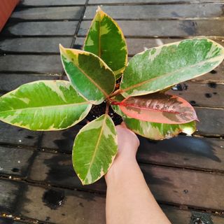 (Category: ) located in . Submitted by joselynyew (Listing ID 1438881025, Image 1). Description: .