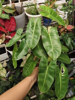 (Category: ) located in . Submitted by ccv0104 (Listing ID 1438894057, Image 1). Description: .