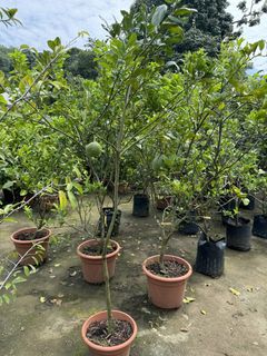 (Category: ) located in . Submitted by gardenfunfarm (Listing ID 1439016716, Image 1). Description: .