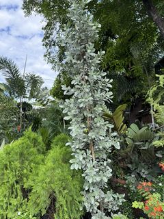 (Category: ) located in . Submitted by plants_sale (Listing ID 1438883121, Image 1). Description: .