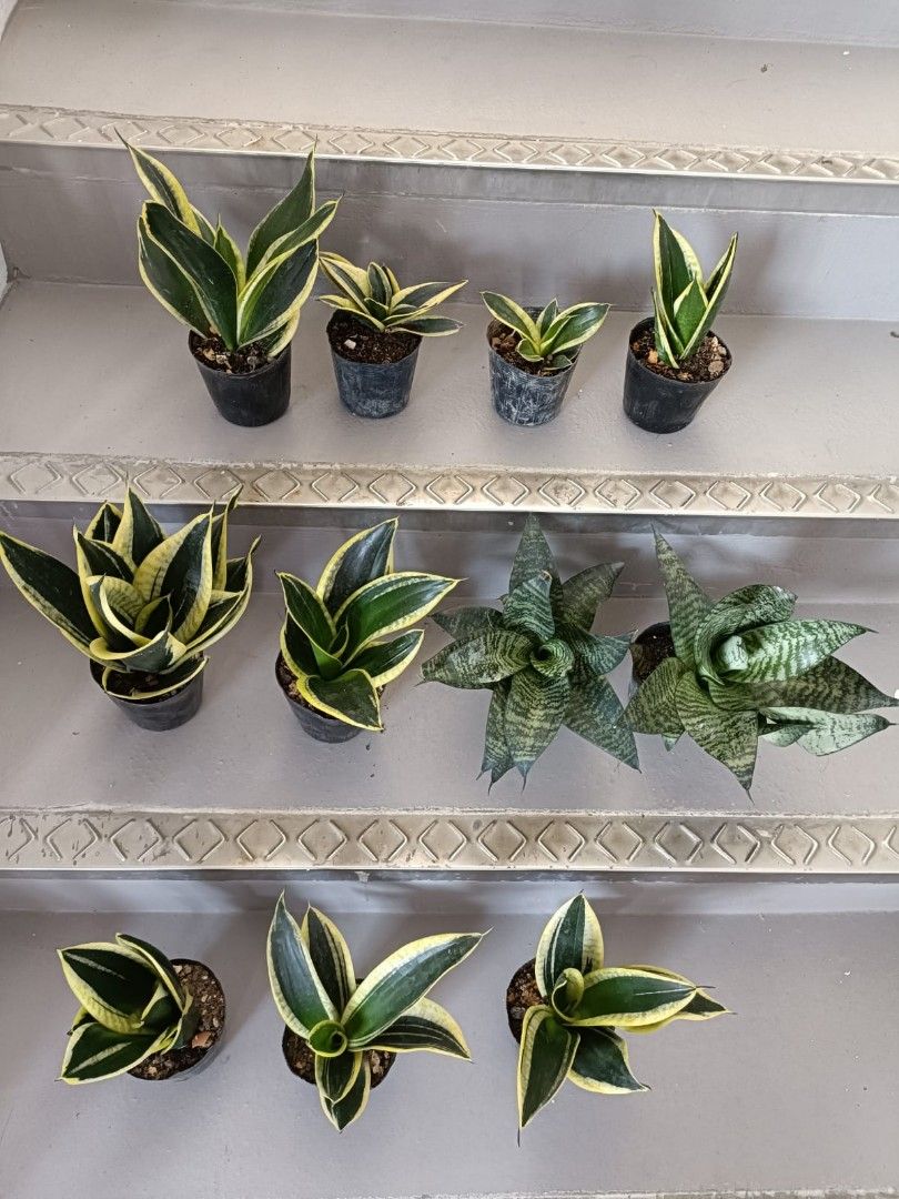 Snake Plant459510610994155520