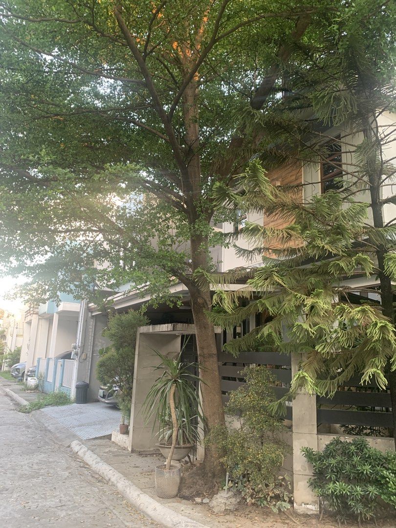 Big Talisay Tree (Category: Plants & Seeds) located in Marikina City. Submitted by theflos (Listing ID 1439164728, Image 3). Description: .