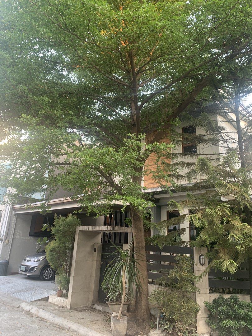 Big Talisay Tree (Category: Plants & Seeds) located in Marikina City. Submitted by theflos (Listing ID 1439164728, Image 2). Description: .