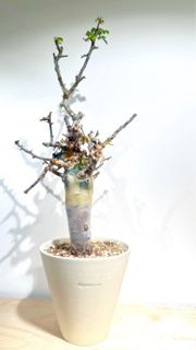 (Category: ) located in . Submitted by plantfolks (Listing ID 1439200051, Image 1). Description: .