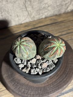 （分類：）位於 。 由 nikumachi 提交（商品編號 1439228003，圖片 1）。簡介： 。