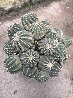 (Category: ) located in . Submitted by pinkfingerssg (Listing ID 1439217190, Image 1). Description: .