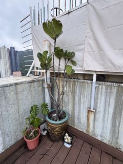 （分類：）位於 。 由 sj149 提交（商品編號 1439169353，圖片 1）。簡介： 。