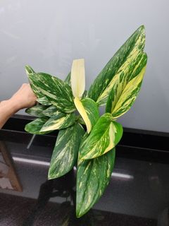 (Category: ) located in . Submitted by hmflowers (Listing ID 1439233306, Image 1). Description: .