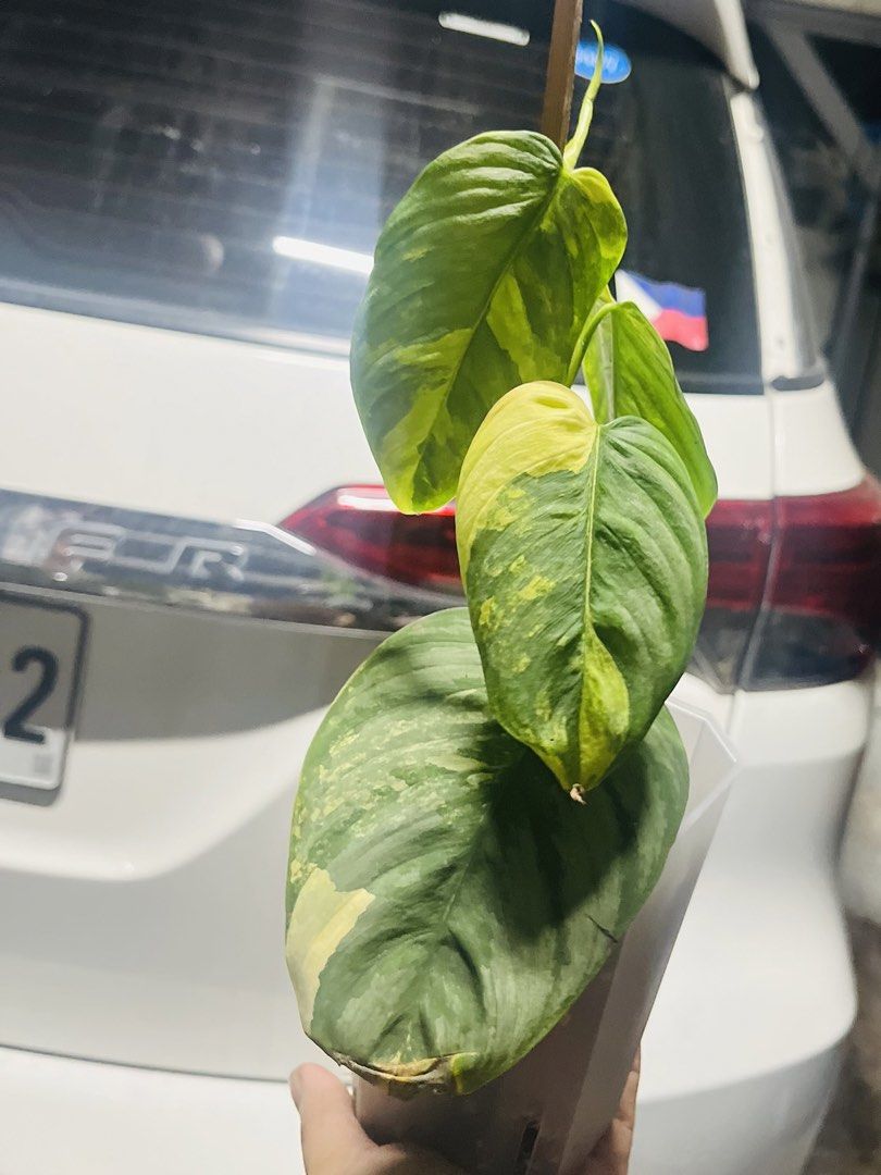 Philodendron Variegated ko Brandtianum (Category: Plants & Seeds) located in Quezon City. Submitted by imc888 (Listing ID 1439240657, Image 1). Description: .