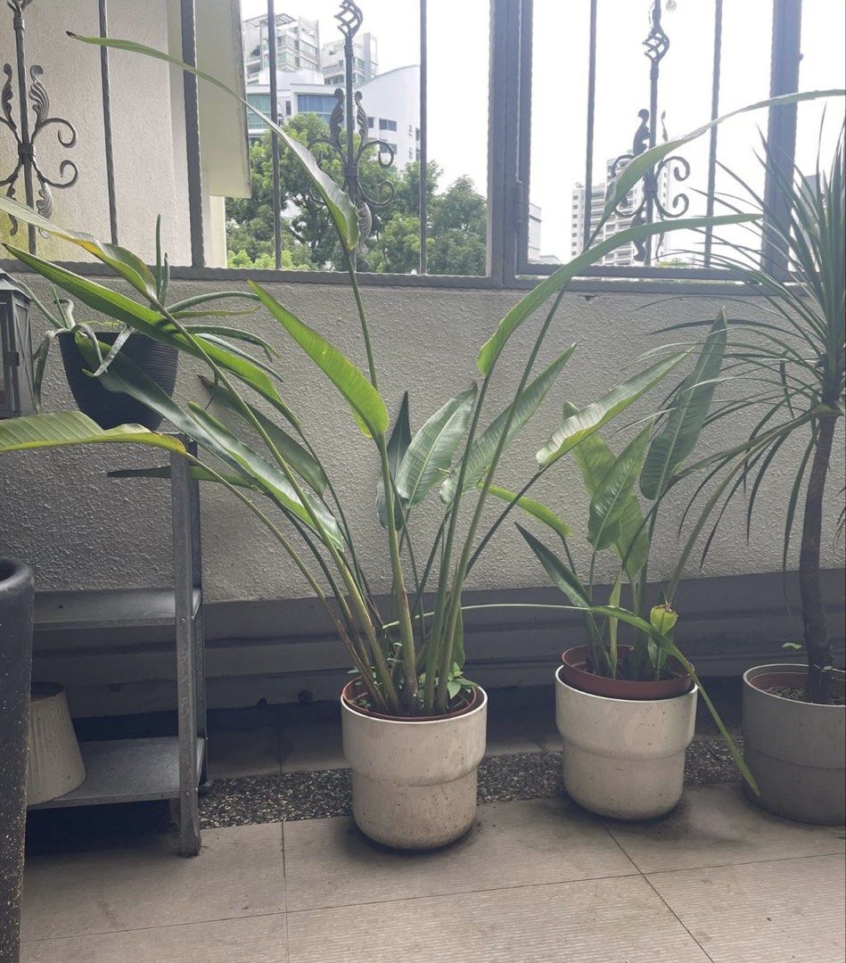 Plants460252823390136322