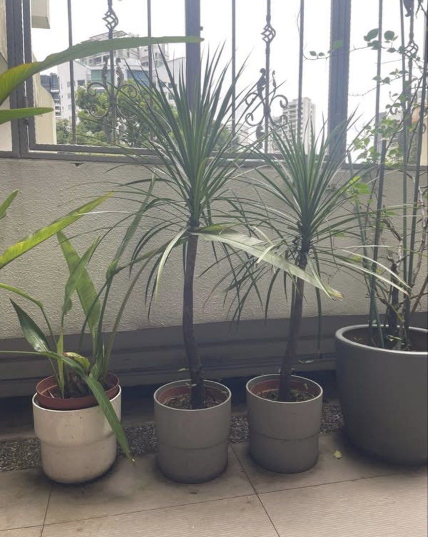 Plants460252823390136323