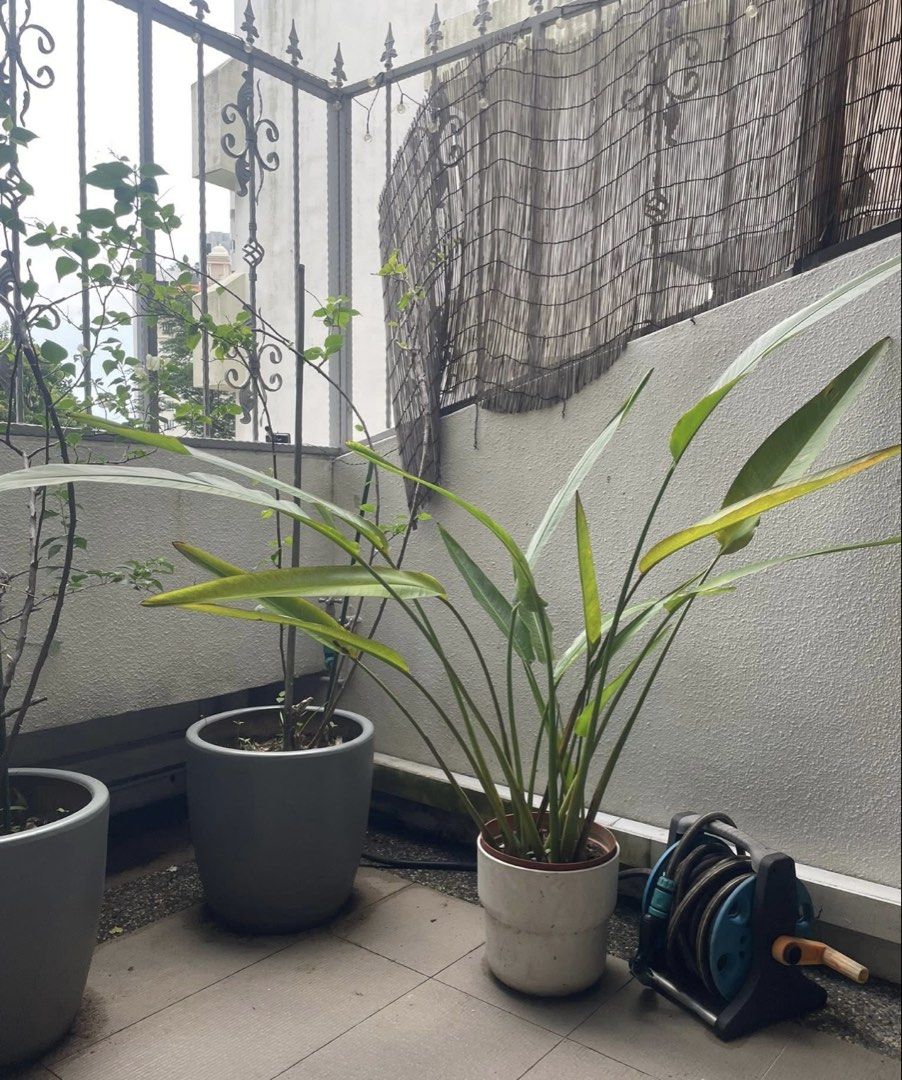 Plants460252823390136321