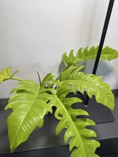 （分類：）位於 。 由 apaplants 提交（商品編號 1439350769，圖片 1）。簡介： 。