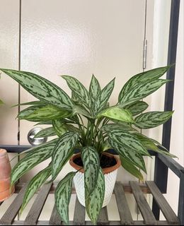 (Category: ) located in . Submitted by anythingg.everythingg (Listing ID 1439307549, Image 1). Description: .