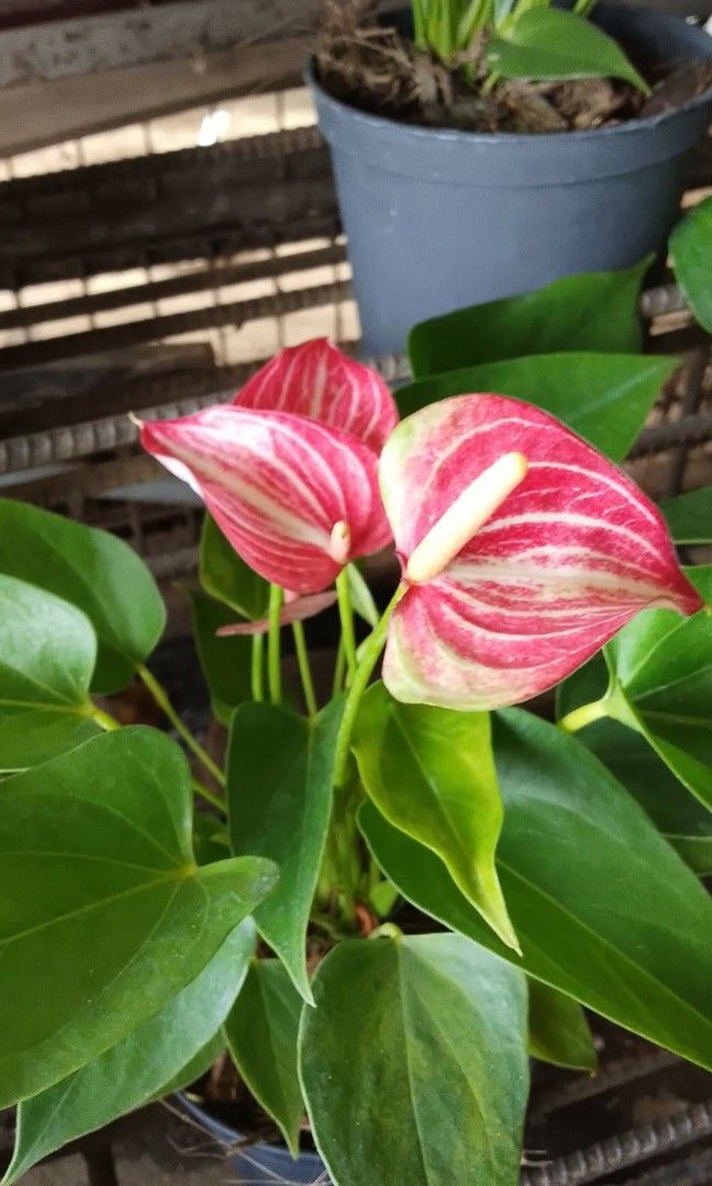 Anthurium bromeliads peace lily dendro orchids rose (Category: Plants & Seeds) located in Quezon City. Submitted by amazingmaria3680 (Listing ID 1439282839, Image 1). Description: .