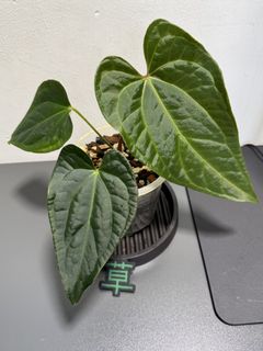 （分類：）位於 。 由 apaplants 提交（商品編號 1439288141，圖片 1）。簡介： 。