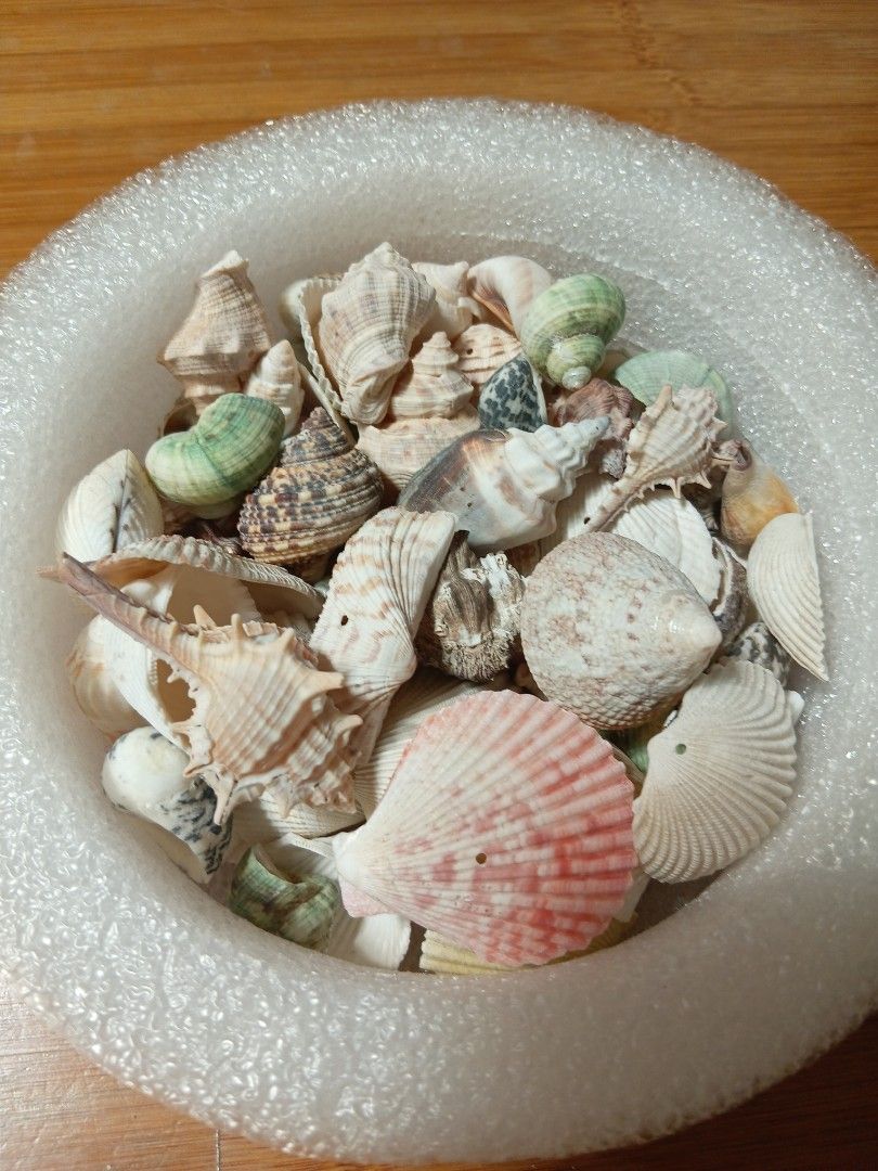 Assorted Seashells - Decorative Collection, Hobbies & Toys, Memorabilia ...