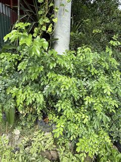 (Category: ) located in . Submitted by plants_sale (Listing ID 1439379136, Image 1). Description: .